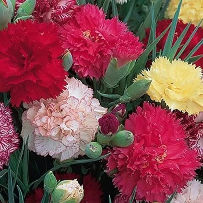 Carnation Double Mix Seeds