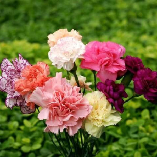 Carnation Double Mix Seeds