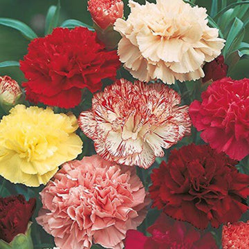 Carnation Double Mix Seeds