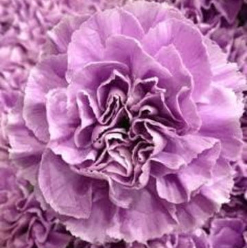Carnation Seeds – Lavender – Wildflower
