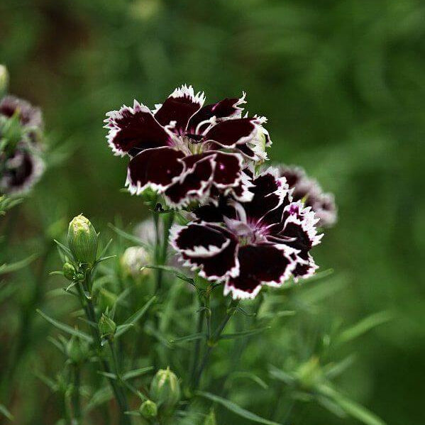 Carnation Seeds – Maroon White, Wildflower Mix
