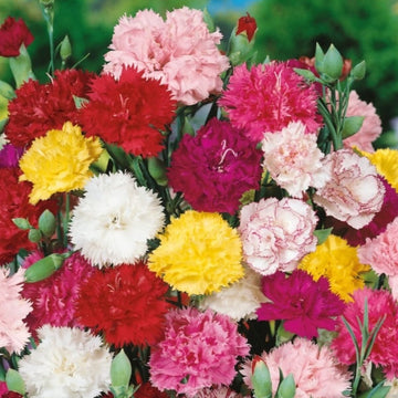 Carnation Seeds – Mixed Colors
