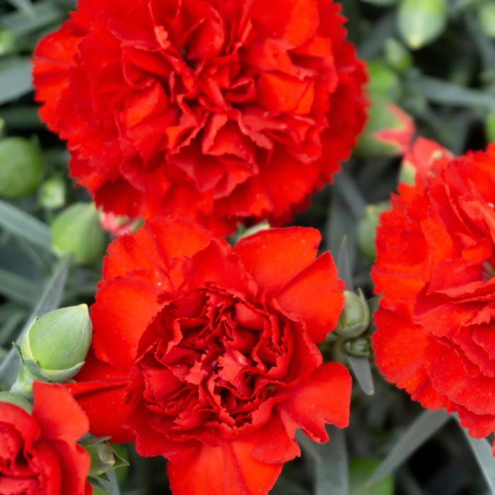 Carnation Seeds – Scarlet
