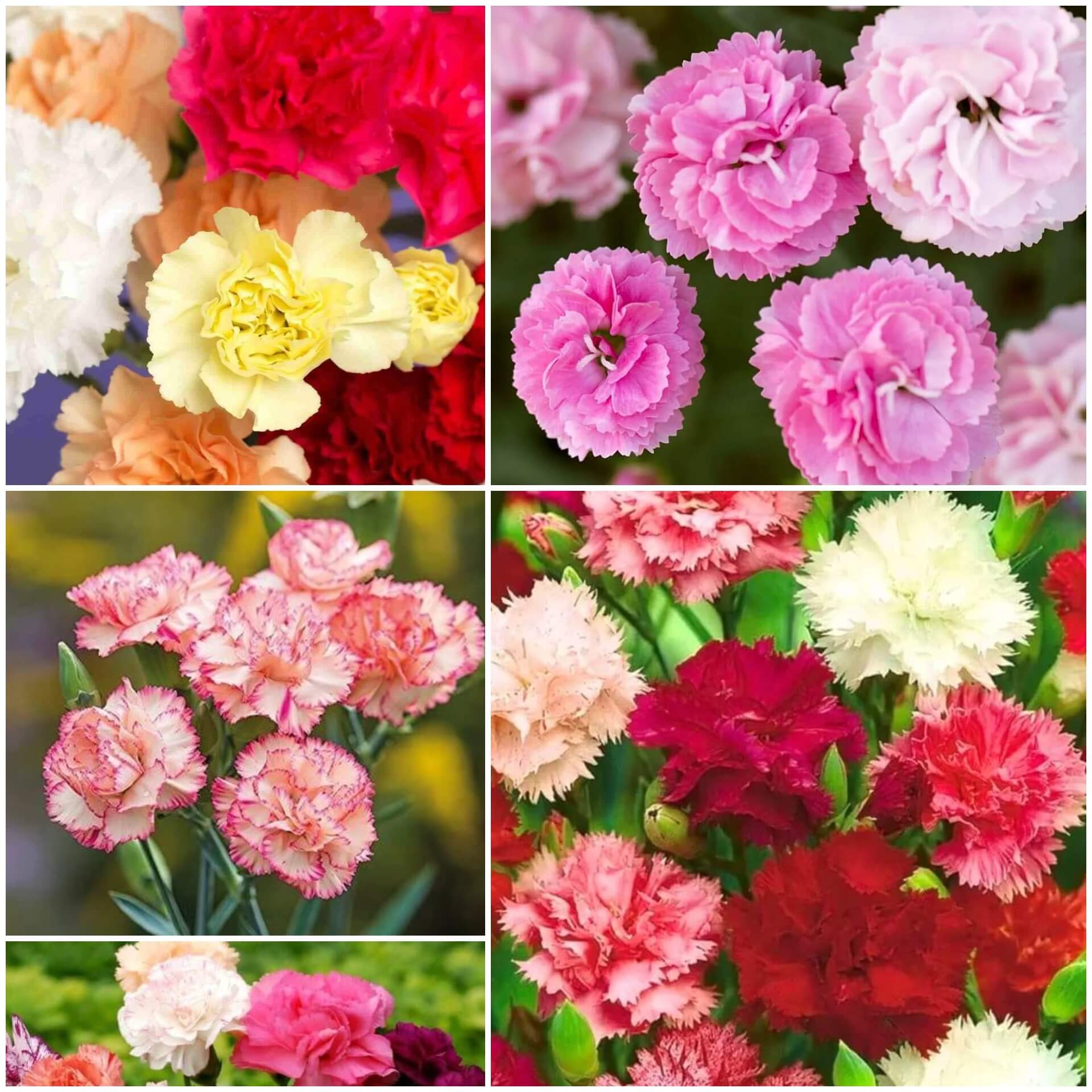 Carnation Seeds - All In One For Home Gardens
