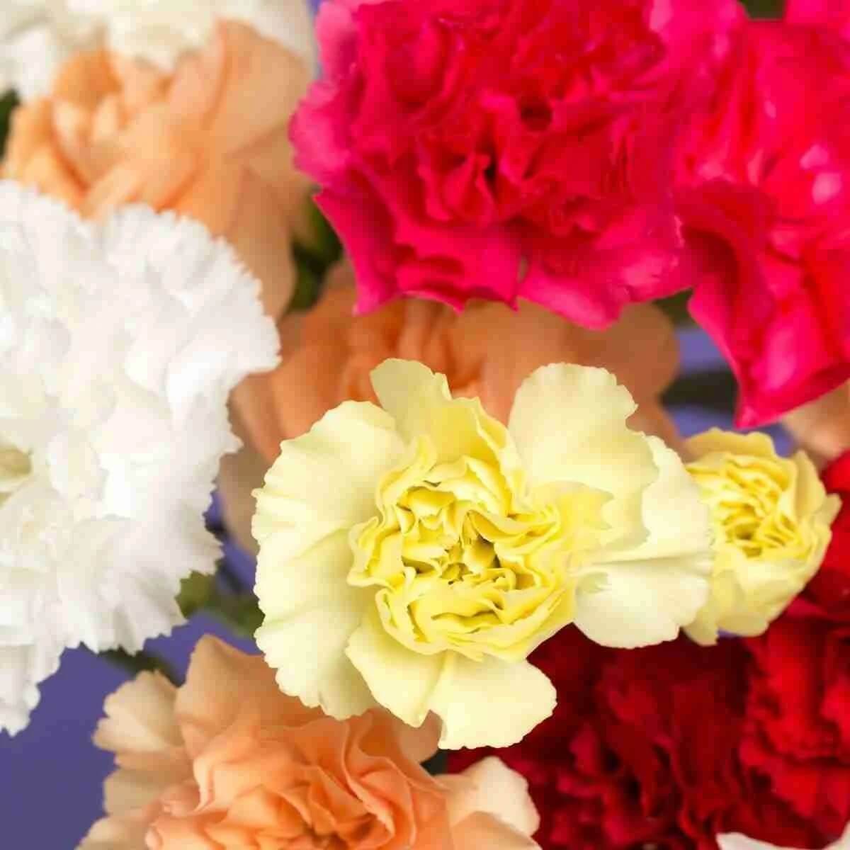 Carnation Seeds - All In One For Home Gardens