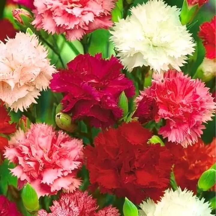 Carnation Seeds - All In One For Home Gardens
