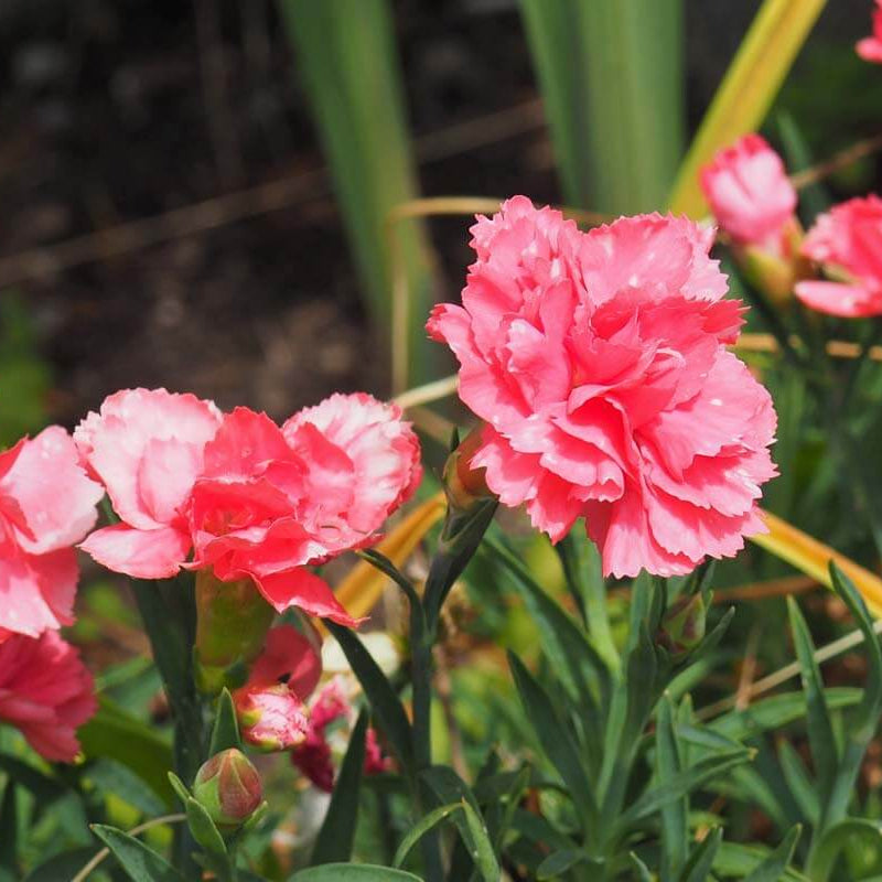 Carnation Seeds - Flower Plant for Home Gardens