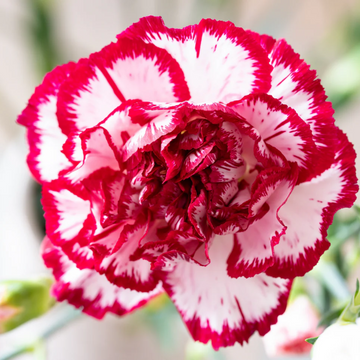 Carnation Seeds – Avranchin Red & White
