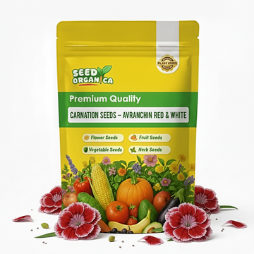 Carnation Seeds – Avranchin Red & White