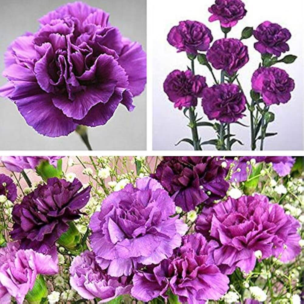 Carnation Seeds – Lavender – Wildflower
