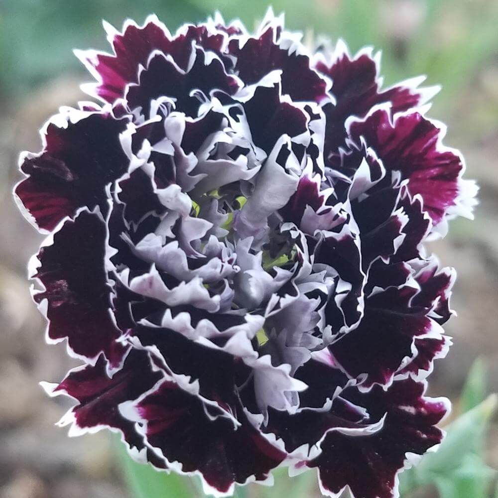Carnation Seeds – Maroon White, Wildflower Mix
