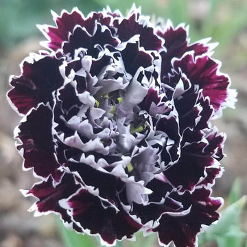 Carnation Seeds – Maroon White, Wildflower Mix
