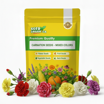 Carnation Seeds – Mixed Colors
