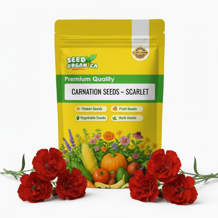 Carnation Seeds – Scarlet