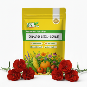 Carnation Seeds – Scarlet