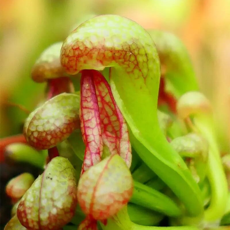 Carnivorous Bog Plant Seeds