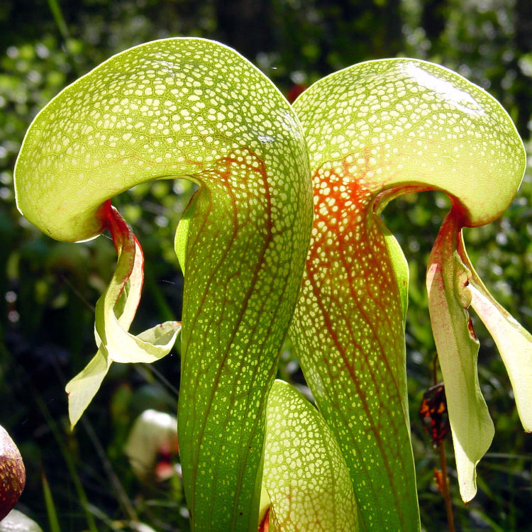 Carnivorous Bog Plant Seeds