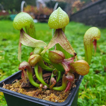 Carnivorous Cobra Lily Seeds