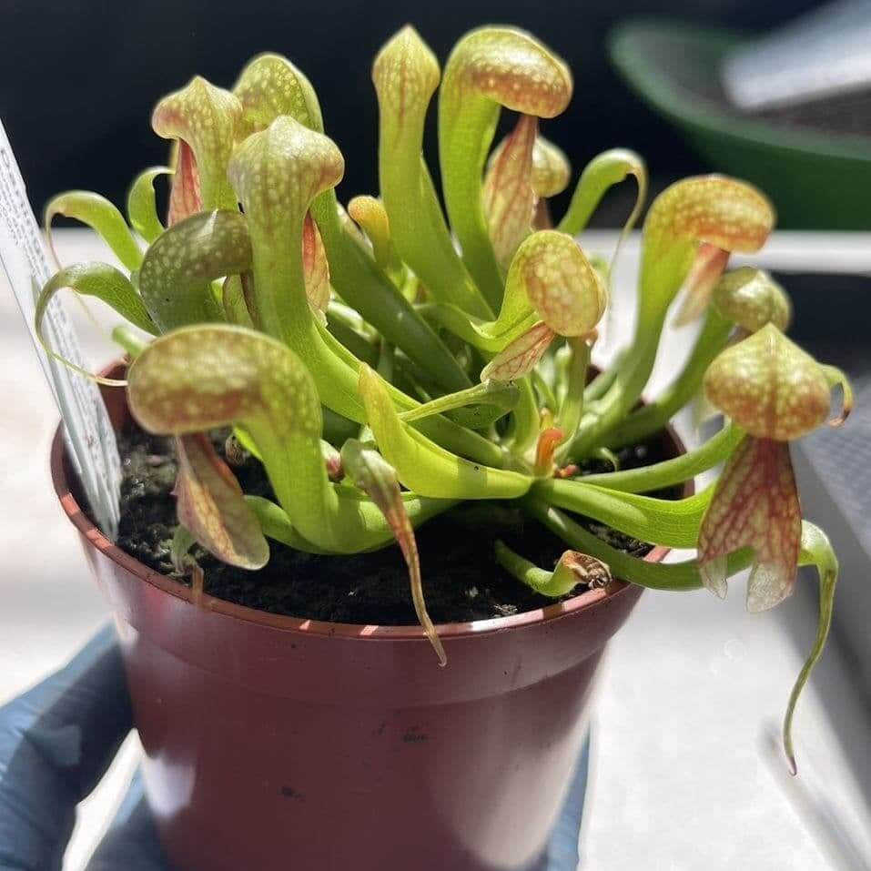 Carnivorous Cobra Lily Seeds