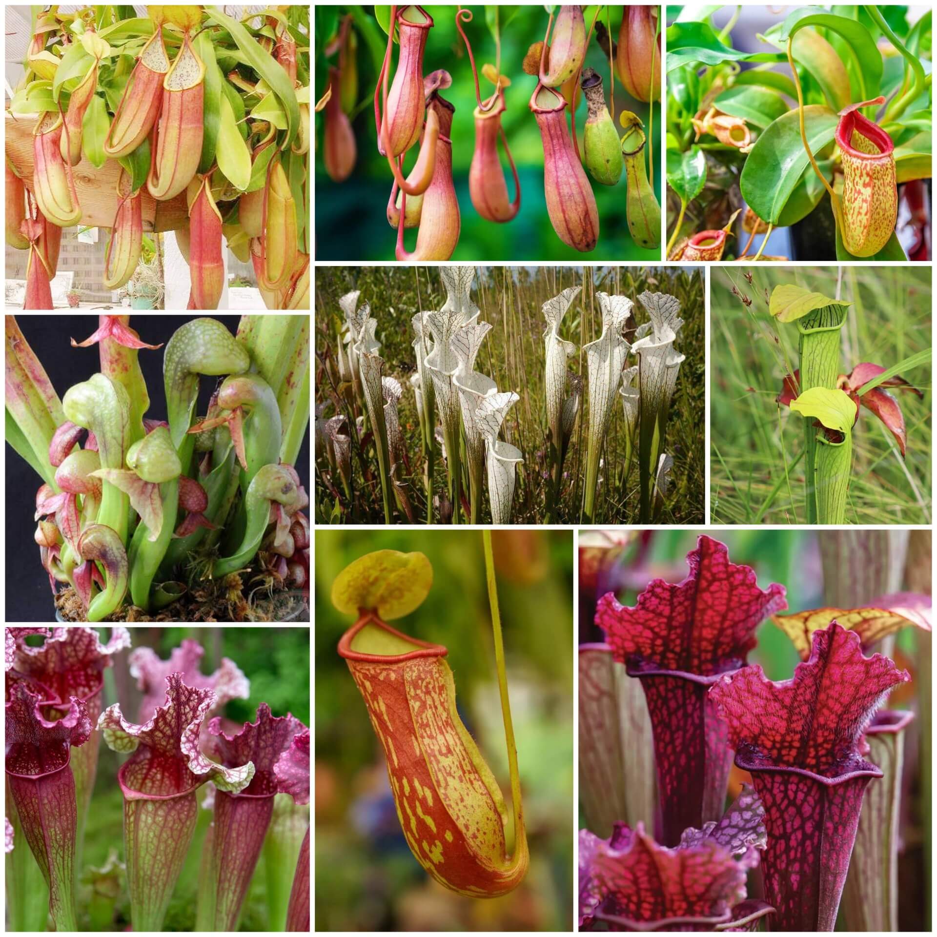 Carnivorous Plant Seeds - All In One For Home Gardens