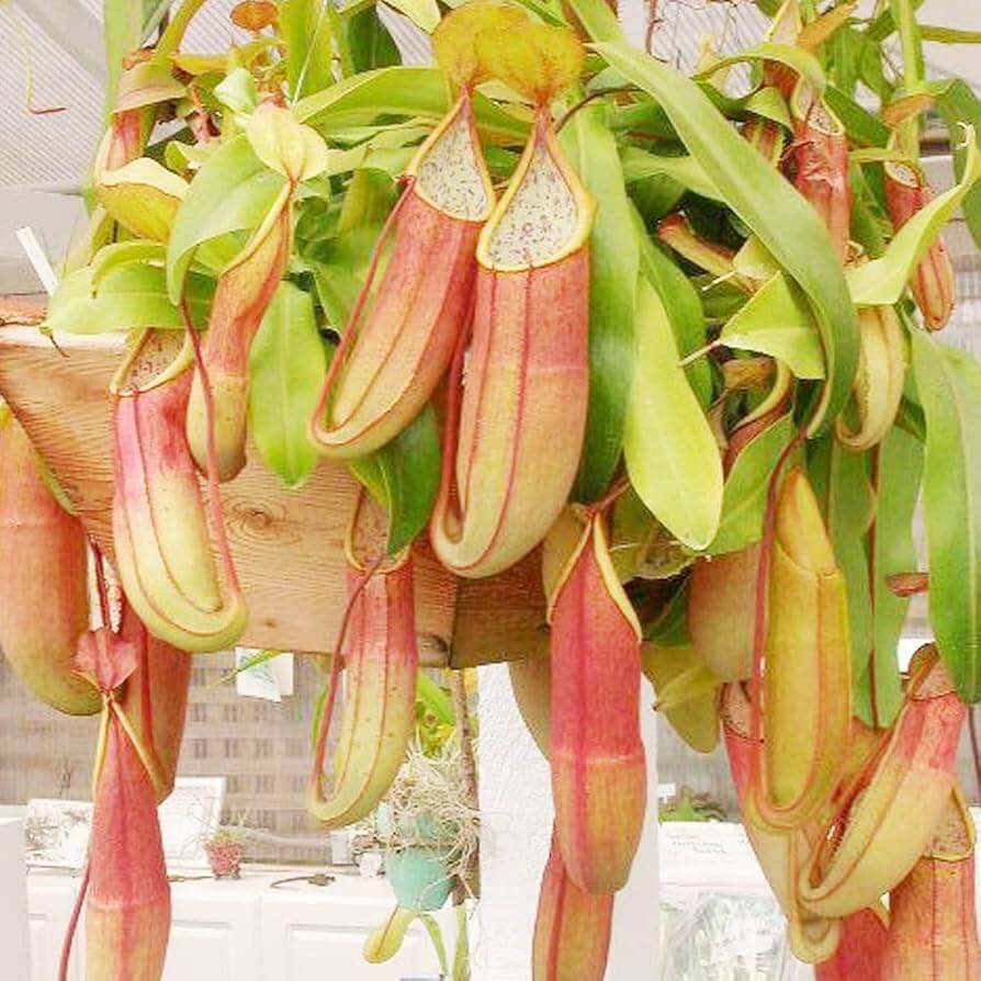 Carnivorous Plant Seeds - All In One For Home Gardens