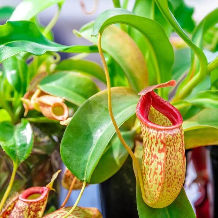 Carnivorous Plant Seeds - All In One For Home Gardens