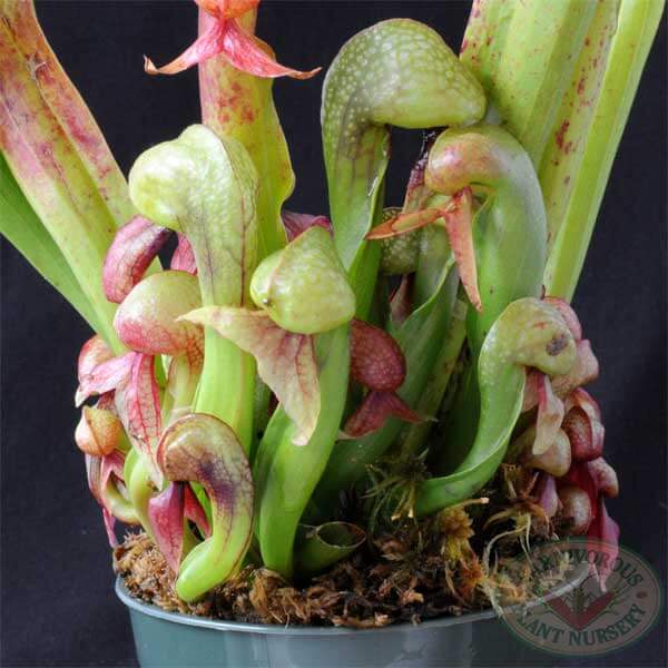 Carnivorous Plant Seeds - All In One For Home Gardens