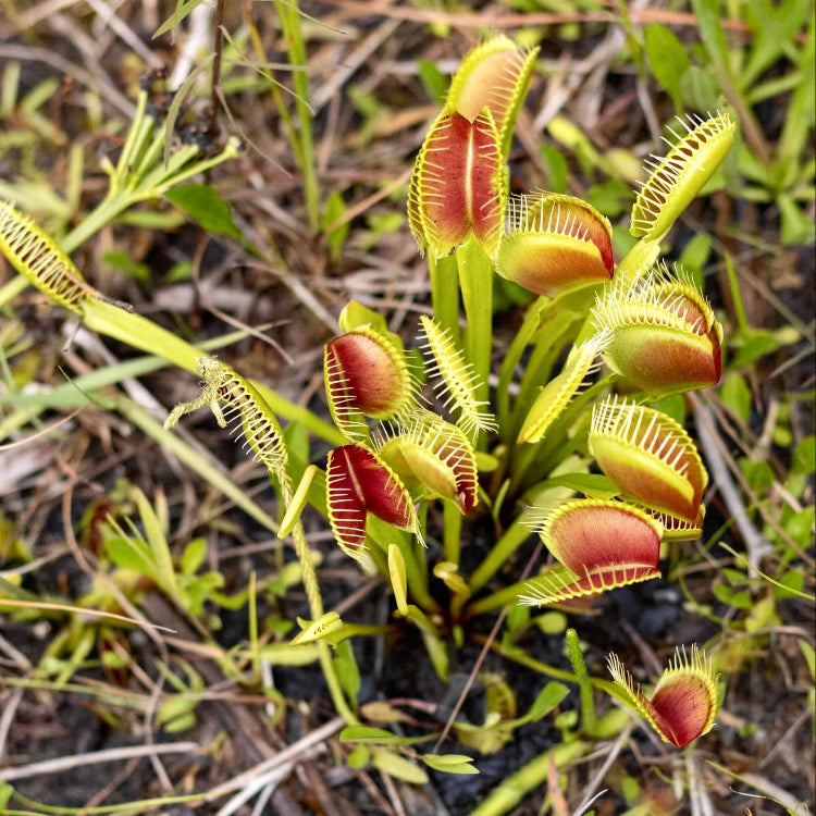 Carnivorous Plant Seeds - Flower Plant