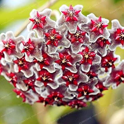 Carnosa Seeds – Red Heirloom Wildflower Mix
