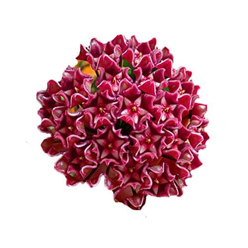 Carnosa Seeds – Red Heirloom Wildflower Mix
