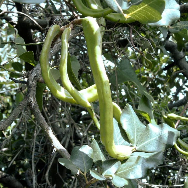 Carob Seeds - Fruit Plant for Home Gardens