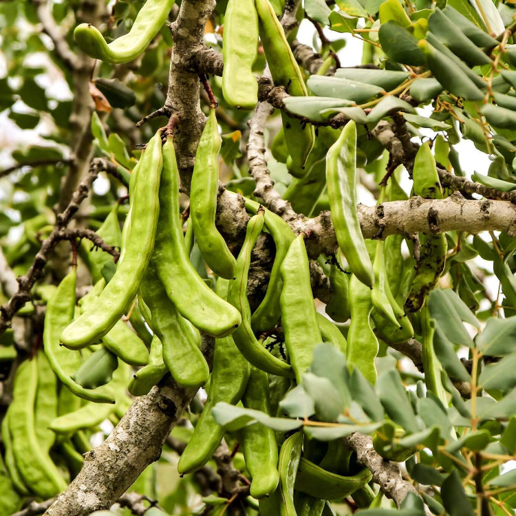 Carob Seeds - Fruit Plant for Home Gardens