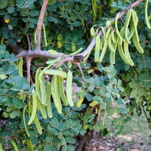 Carob Seeds - Fruit Plant for Home Gardens