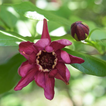 Carolina Allspice Seeds – Sweet Shrub
