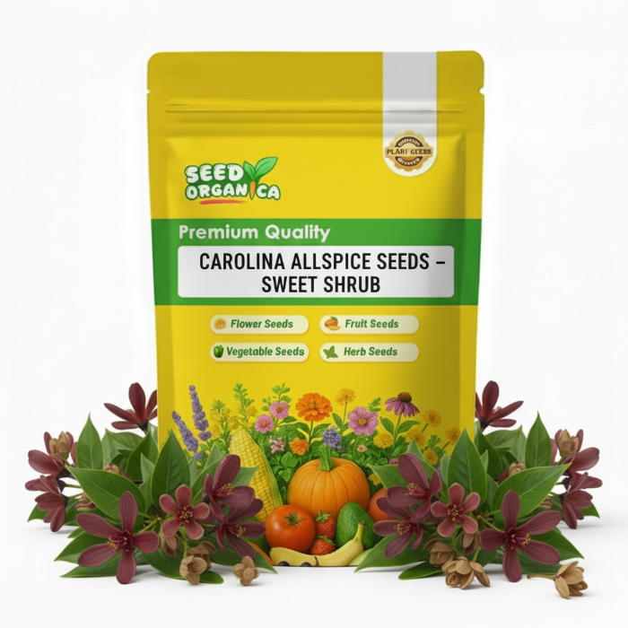 Carolina Allspice Seeds – Sweet Shrub