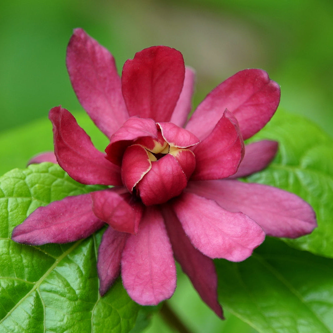 Carolina Allspice Seeds – Sweet Shrub
