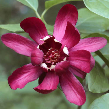 Carolina Allspice Seeds – Sweet Shrub
