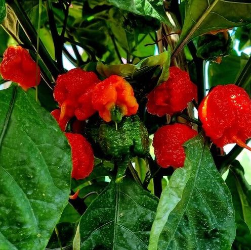 Carolina Reaper Seeds – Pepper