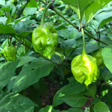 Carolina Reaper Seeds – Chili Pepper