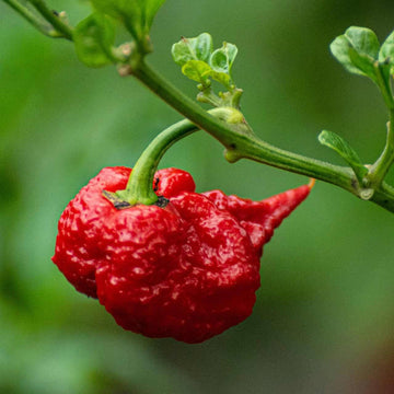 Carolina Reaper Seeds – Pepper