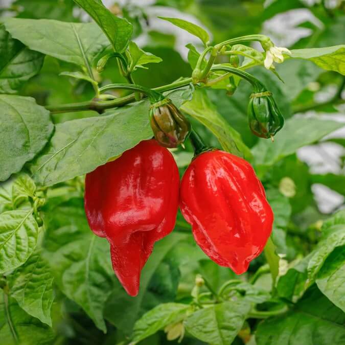 Carolina Reaper Pepper Seeds – High Heat
