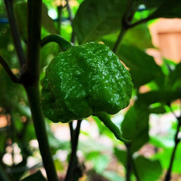 Carolina Reaper Seeds – Chili Pepper