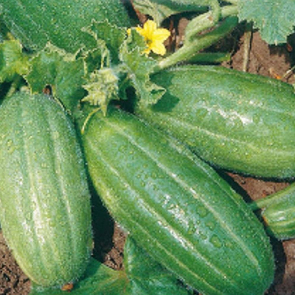 Carosello Barese Seeds
