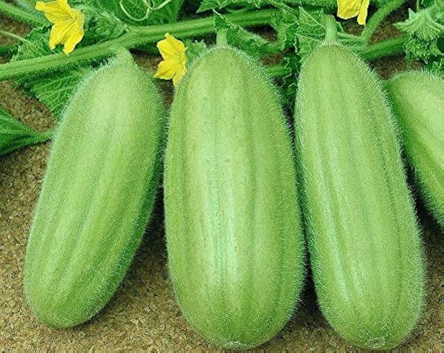 Carosello Barese Seeds
