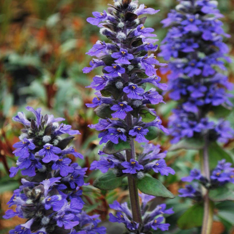 Carpet Bugle Seeds