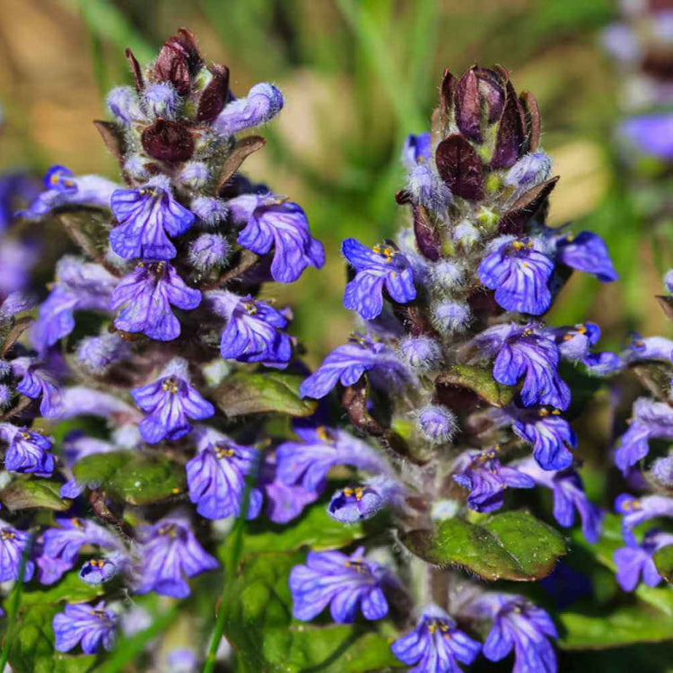 Carpet Bugle Seeds