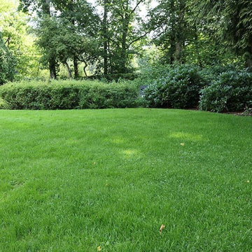 Carpet Lawn Grass Seeds - Flower Plant