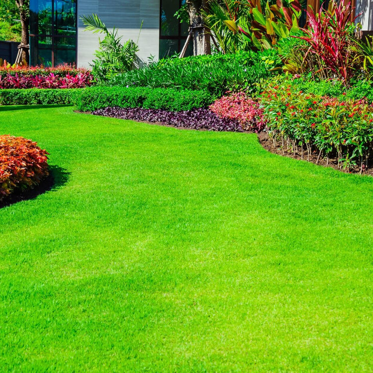 Carpet Lawn Grass Seeds - Flower Plant