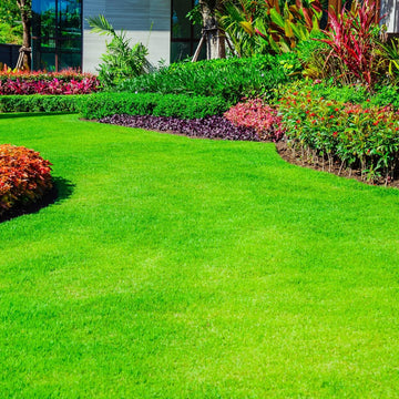 Carpet Lawn Grass Seeds - Flower Plant