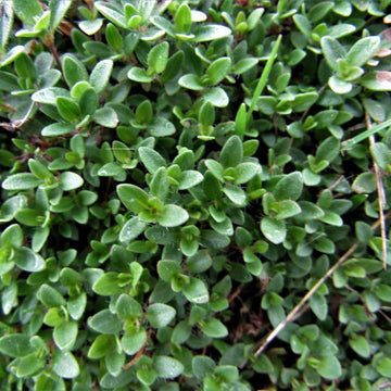 Carpet Thyme Seeds - Flower Plant